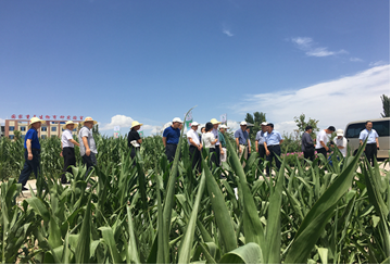 中國工程院“科技支撐甘肅綠洲農(nóng)業(yè)和玉米種業(yè)可持續(xù)發(fā)展”院士專家團(tuán)隊考察調(diào)研敦煌種業(yè)生物育種實(shí)驗基地